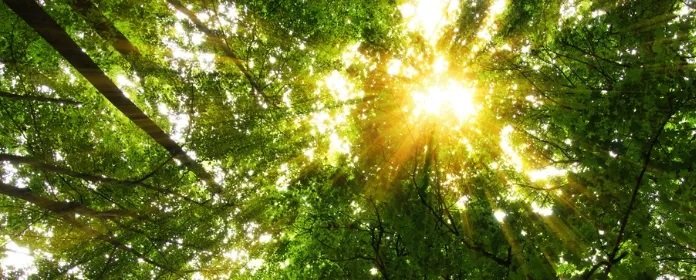 Environmental Initiatives